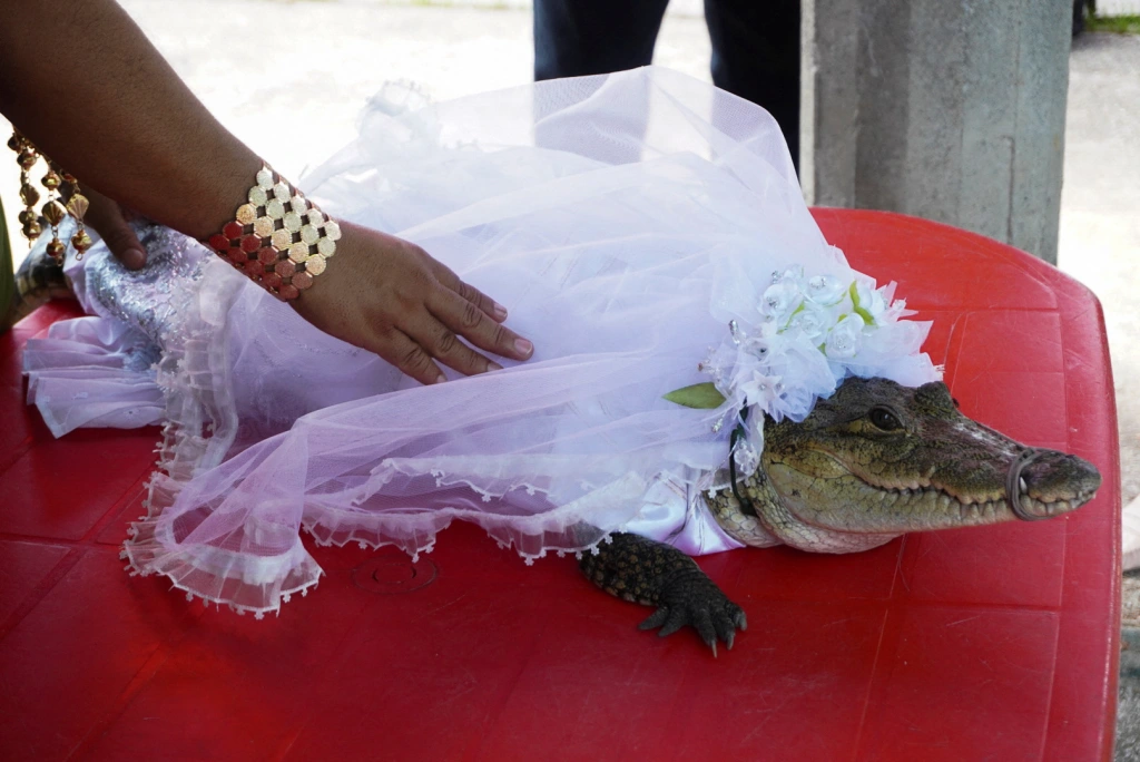 Mayor marries alligator in colourful wedding ceremony
