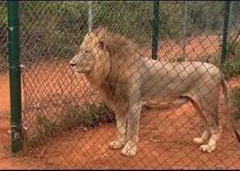Lion kills middle-aged man at Accra Zoo