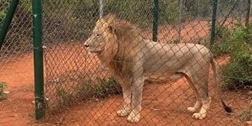 Lion kills middle-aged man at Accra Zoo