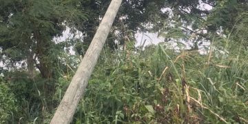 Unknown persons cut down ECG high voltage poles