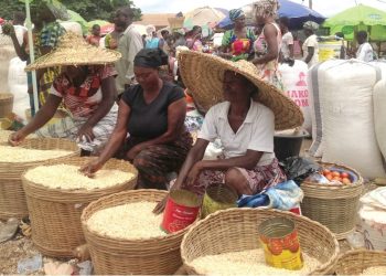Maize shortage to hit Ghana by December – Agribusiness Expert