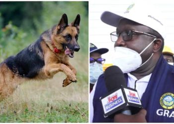 Chinese nationals release wild dogs on GRA tax collectors