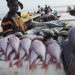 Shortage of premix fuel not cost of increased price of fish
