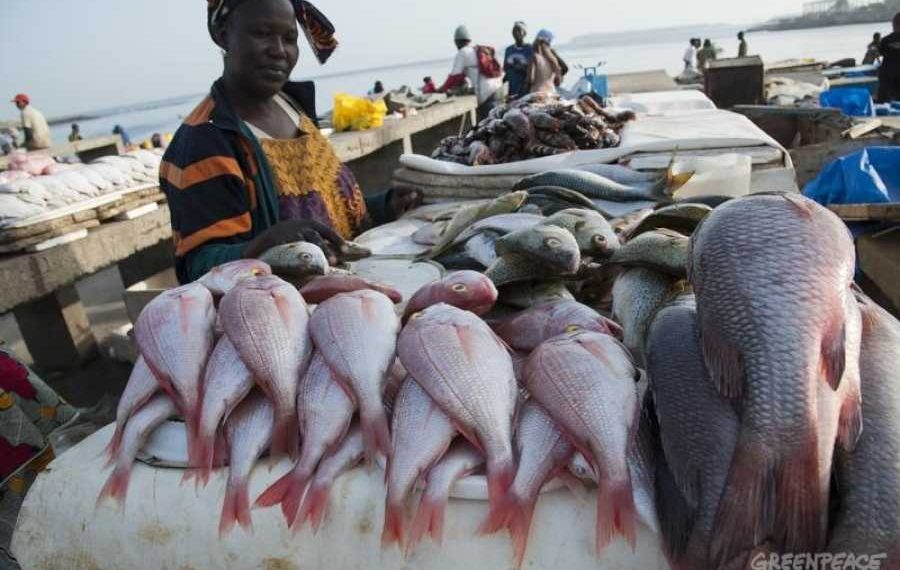 Shortage of premix fuel not cost of increased price of fish