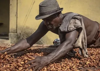 Chocolate makers make more money while cocoa farmers barely earn a living