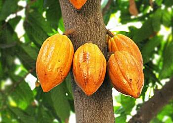 Twifo Agyempoma Cocoa Farmers petition COCOBOD over sale of farmlands to investor