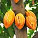 Twifo Agyempoma Cocoa Farmers petition COCOBOD over sale of farmlands to investor