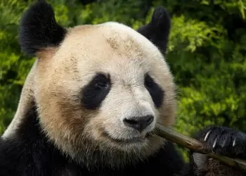 China claims Giant pandas in U.S amidst economic tension