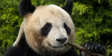 China claims Giant pandas in U.S amidst economic tension