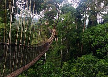 There's no protection against mining in our forests – Expert traces audacity to mine at Kakum to controversial L.I