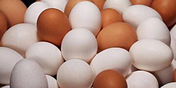 Consume eggs daily - Ghana Nat’l Egg Campaign