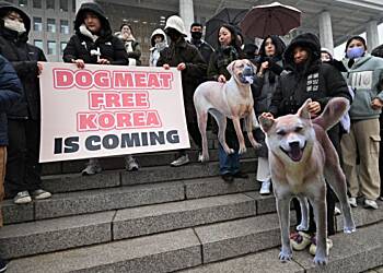 South Korea passes law banning dog meat trade