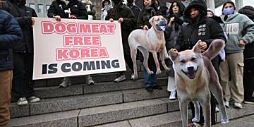 South Korea passes law banning dog meat trade