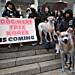 South Korea passes law banning dog meat trade