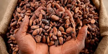 Ghana secures $200 million World Bank loan to combat Cocoa disease crisis