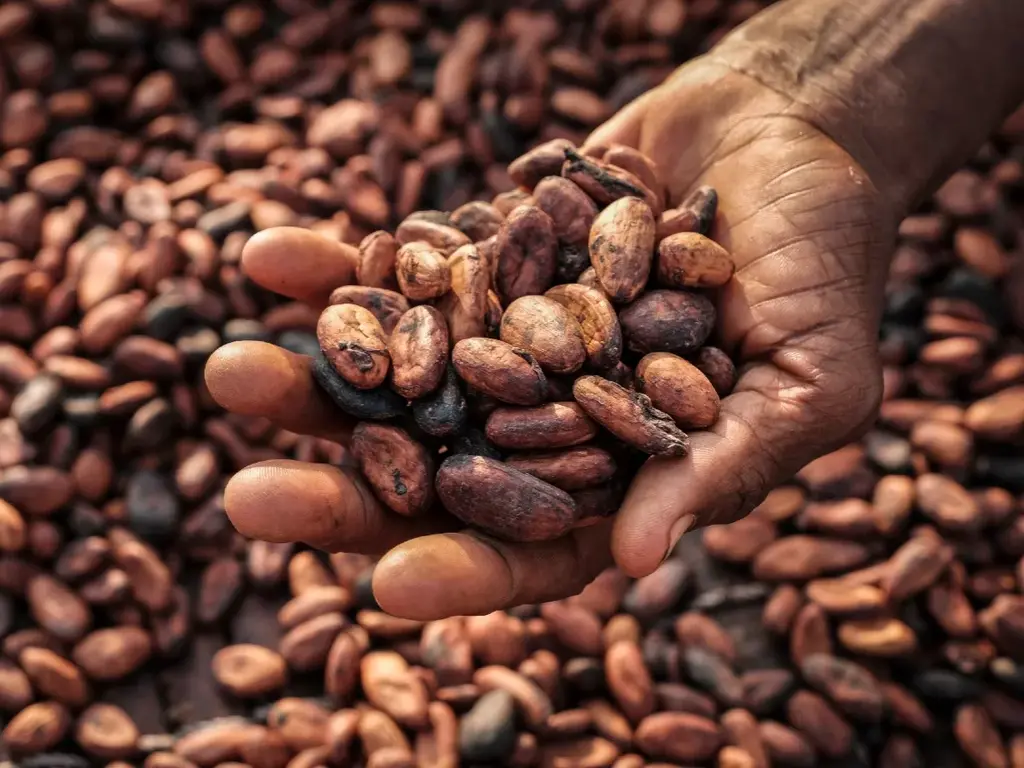 Cocobod blames poor weather conditions for low production in cocoa beans