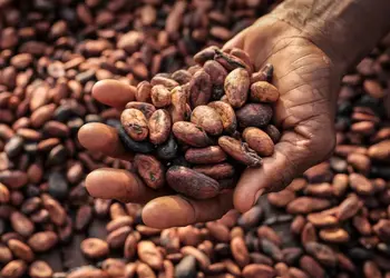 COCOBOD promises to avoid borrowing to finance 2024/2025 crop season