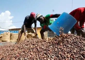 Cocoa farmers allegedly hoard beans ahead of expected price surge