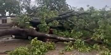 Trees uprooted by heavy rains wreck havoc; one person reportedly in critical condition.
