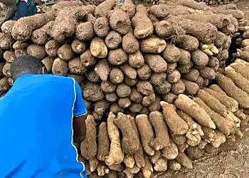 Nkoranza Traditional Leaders open 2024 edition of new yam buying and selling