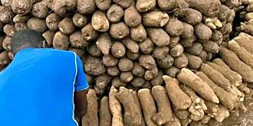 Nkoranza Traditional Leaders open 2024 edition of new yam buying and selling