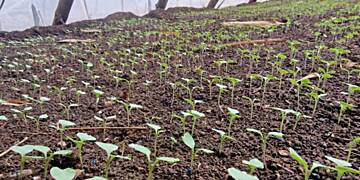 School Farm Competition commences with trainings and school monitoring visits