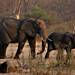 Namibia: Elephant meat seen as final resort as hunger in Southern Africa intensifies