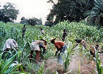 Peasant Farmers reject grain export ban