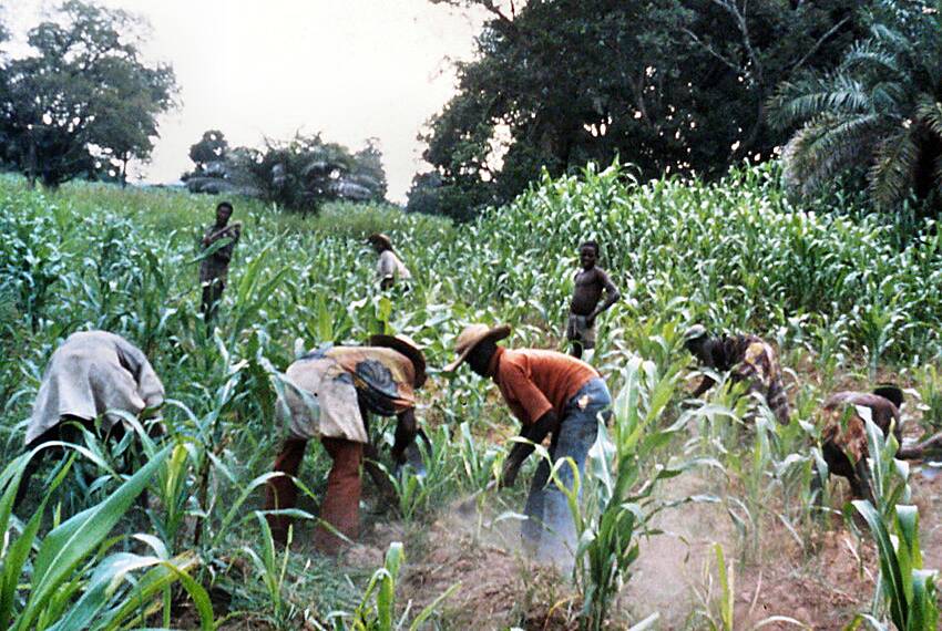 Peasant Farmers reject grain export ban