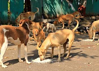 Unvaccinated stray dogs trigger rabies outbreak in Ghana - Chief Veterinary Officer