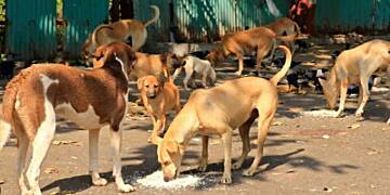 Unvaccinated stray dogs trigger rabies outbreak in Ghana - Chief Veterinary Officer