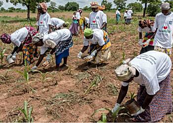 Gov’t rolls out Agriculture Transformation Agenda to boost food security