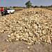 Several Hectares of harvested Maize belonging to Savannah Regional Minister allegedly set ablaze in Damango