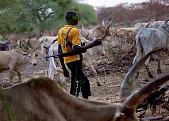 STMA vows to impound stray cattle and prosecute cattle rearers/owners
