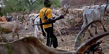 STMA vows to impound stray cattle and prosecute cattle rearers/owners