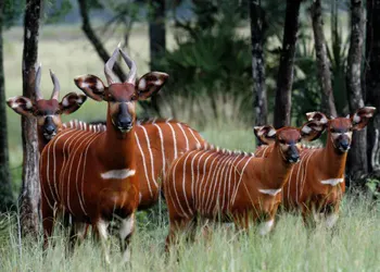 Kenya receives 17 rare antelopes from the US