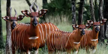 Kenya receives 17 rare antelopes from the US