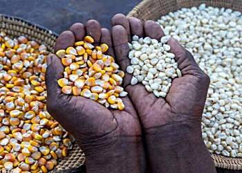 Burkina Faso lifts ban on cereal exports after President Mahama's visit- Ghana Special Envoy to AES reveals