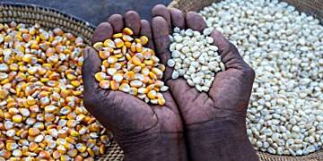Burkina Faso lifts ban on cereal exports after President Mahama's visit- Ghana Special Envoy to AES reveals