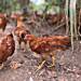 KIC collaborates with Premier Poultry to promote youth entrepreneurship