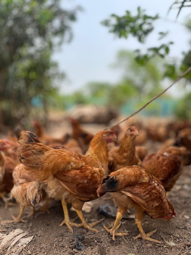 KIC collaborates with Premier Poultry to promote youth entrepreneurship