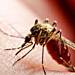 Malaria cited as cause of deaths, and infections in Congo