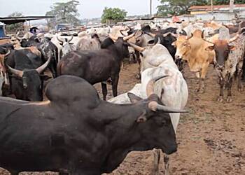 Stray-animals-to-be-slaughtered-and-fed-to-Prisoners-Kumasi-Mayor-warns-cattle-rearers