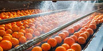 South Africa: Trump's tariffs place 35,000 citrus jobs at risk - Farmers warn