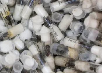 Gang who smuggled thousands of queen ants sentenced in Kenya