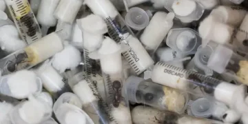 Gang who smuggled thousands of queen ants sentenced in Kenya