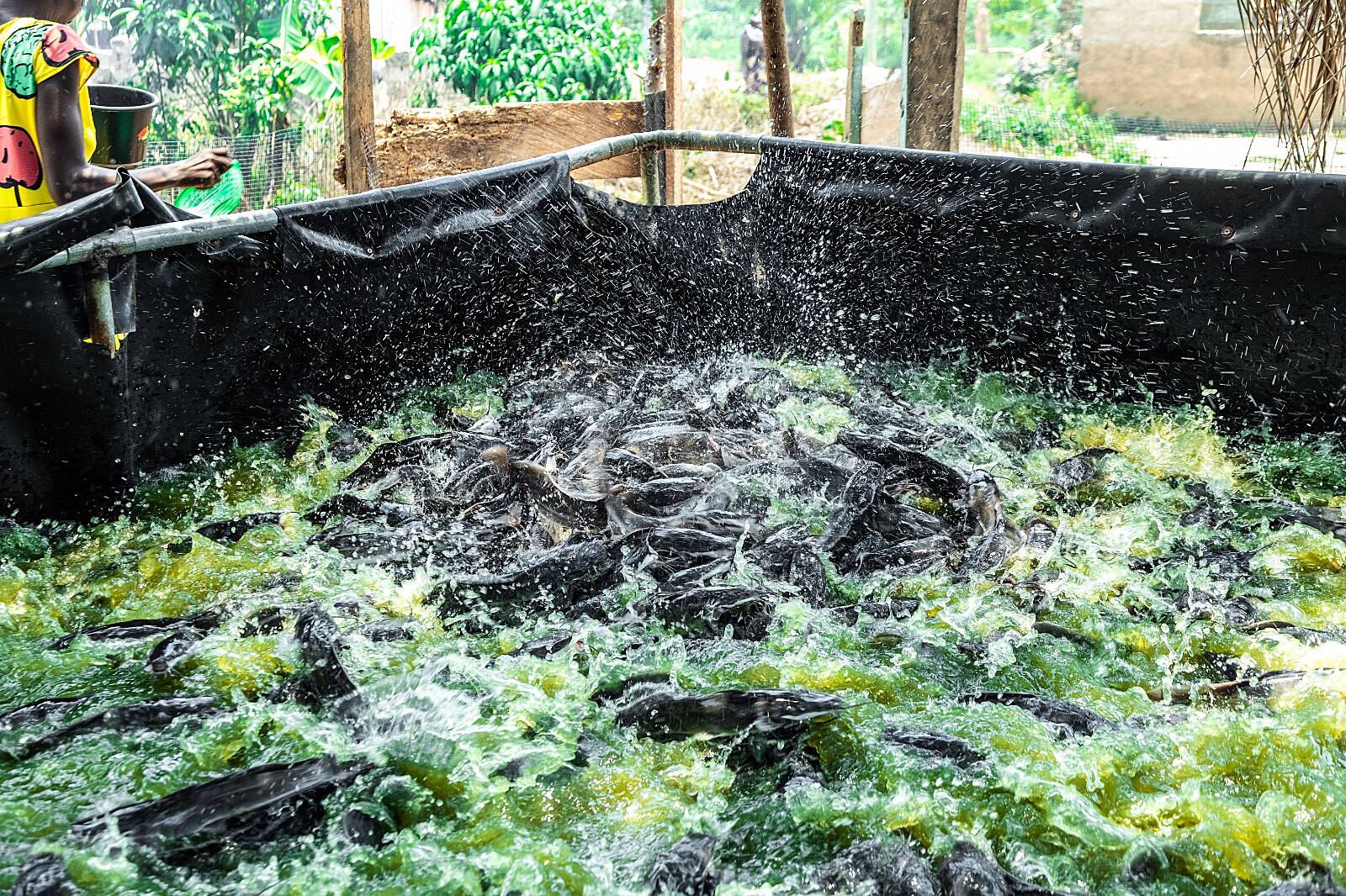 Empowering Rural Women through Aquaculture: KIC’s alternative livelihood approach