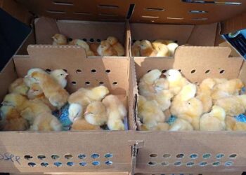 Agric Economist Cautions Mahama’s “Nkoko Nkitinkiti” Programme Could Hurt Local Poultry Industry