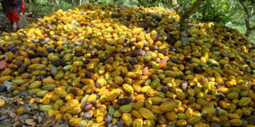 Awutu-Senya-West-Cocoa-Farmers-Call-for-Government-Support