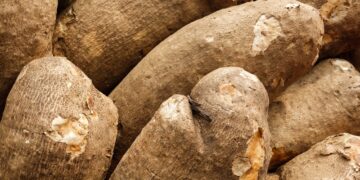 Fiaso Chiefs and Farmers appeal for yam storage facility as harvest season commences